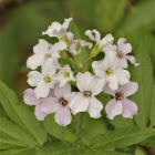 Pinnate Coralroot