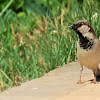 House Sparrow (Male)