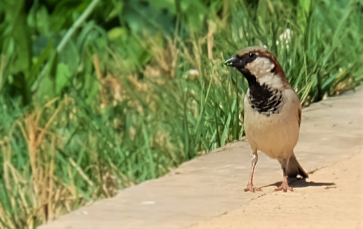 House Sparrow (Male)