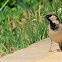 House Sparrow (Male)