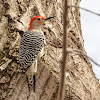 Red Bellied Woodpecker