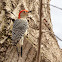 Red Bellied Woodpecker