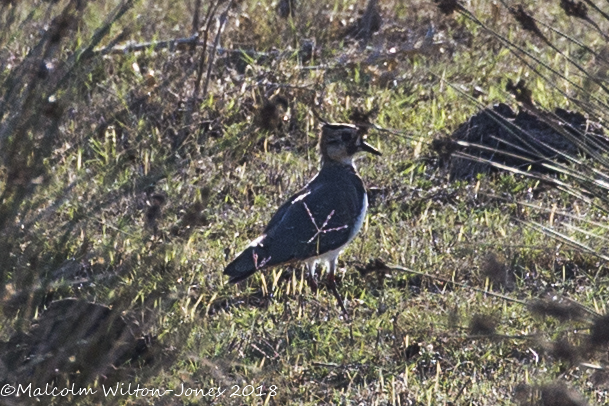 Lapwing