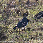 Lapwing