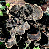 Turkey Tails