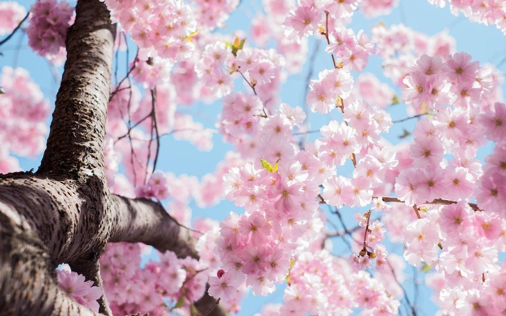Foto de baixo ângulo da árvore de flores de cerejeira