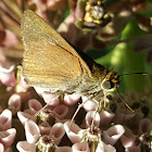 Skipper