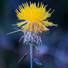 Knapweed; Abrepuños