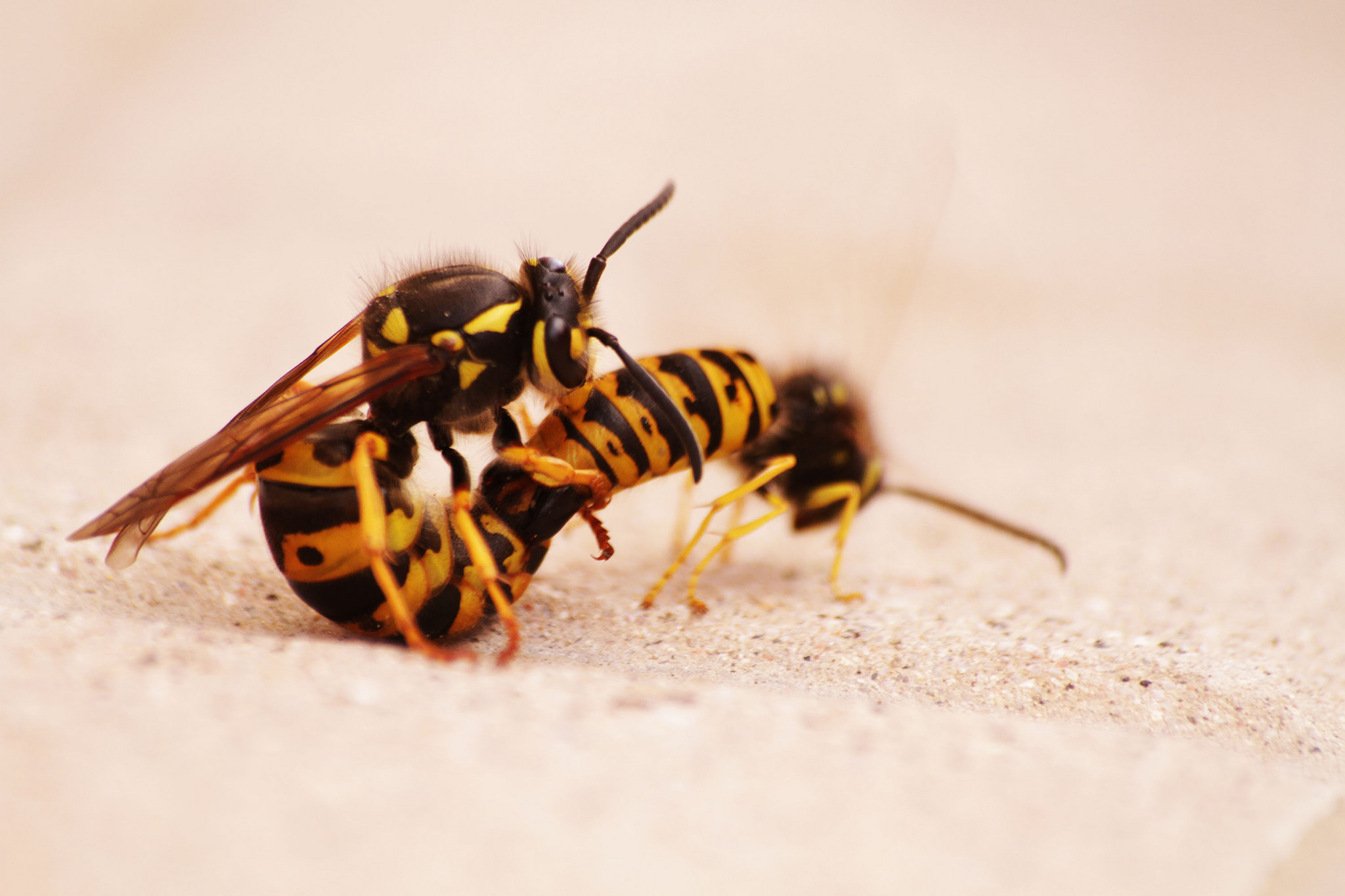 Wasps in love di cristinascano