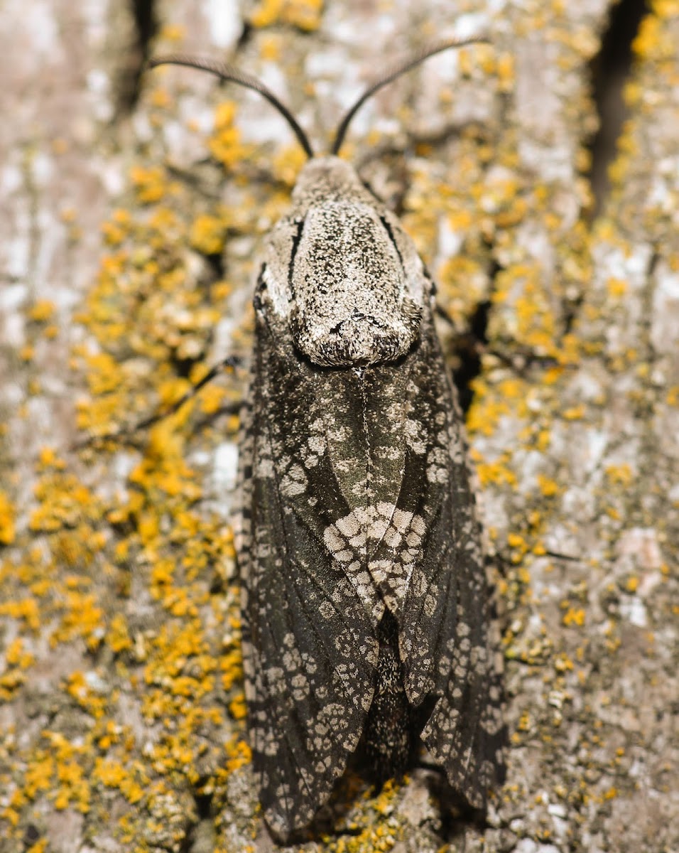 Carpenterworm Moth - 2693