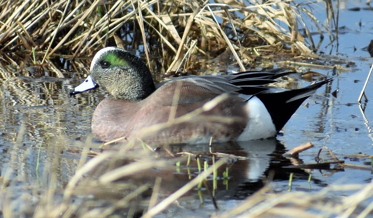 American wigeon (male)