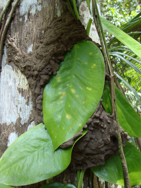 termite nest