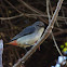 Mistletoebird (female)