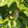 Black-whiskered Vireo