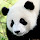 *NEW* HD Pandas Wallpapers New Tab Theme