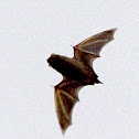 Bat