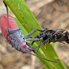 Red-shouldered Bug