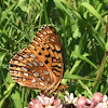 Great spangled fritillary