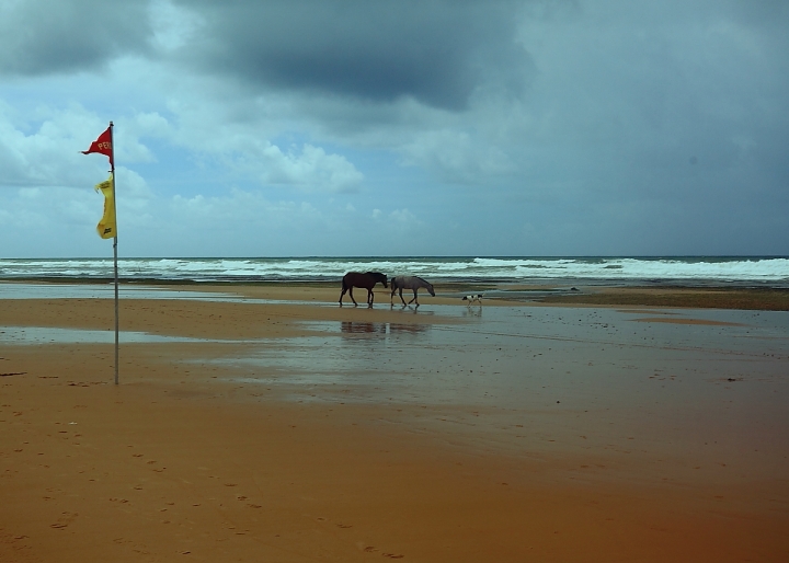 Cavalli e cane di Foto Brasil