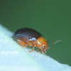 Hibiscus flea beetle