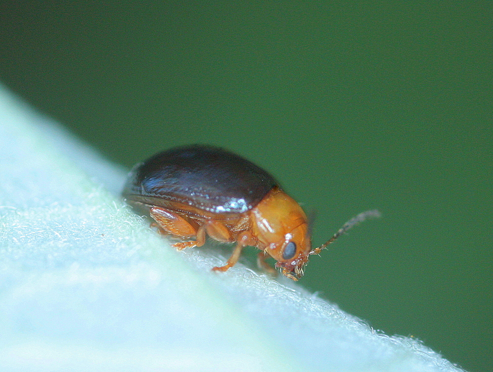 Hibiscus flea beetle