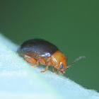 Hibiscus flea beetle