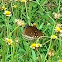 Common crow butterfly