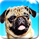 Download Pug Dog App Lock For PC Windows and Mac 1.0