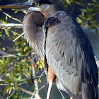 Great Blue Heron