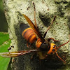 Asian giant hornet