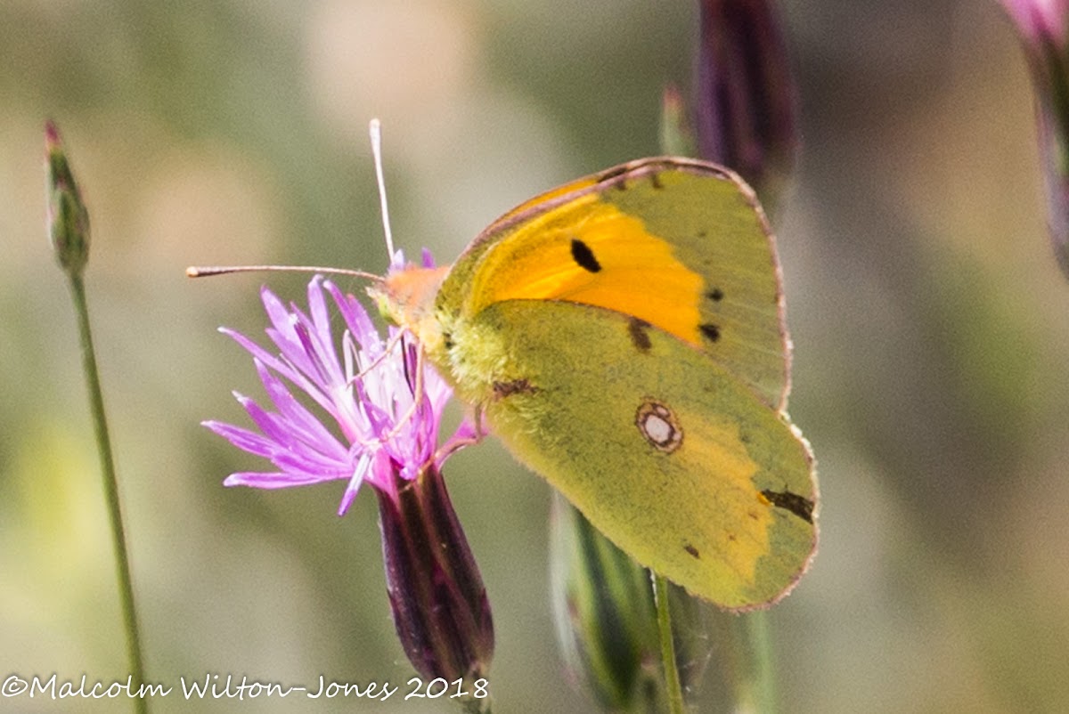 Clouded Yellow