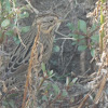 Lincoln's sparrow