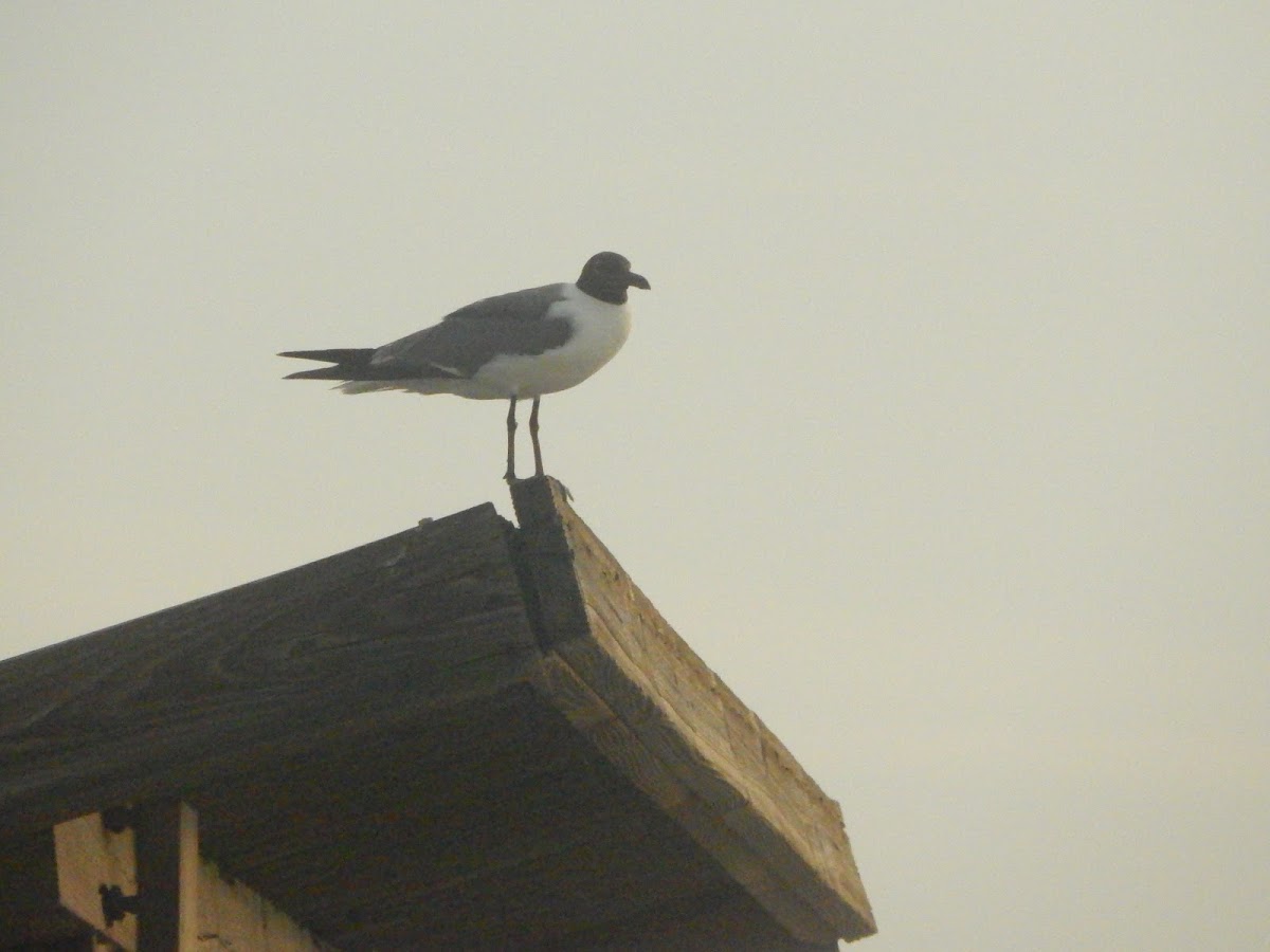 Laughing Gull