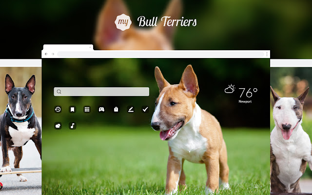 My Bull Terrier Dog & Puppy HD Wallpapers