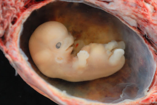 Embryo. File photo