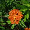 Butterflyweed