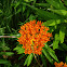 Butterflyweed