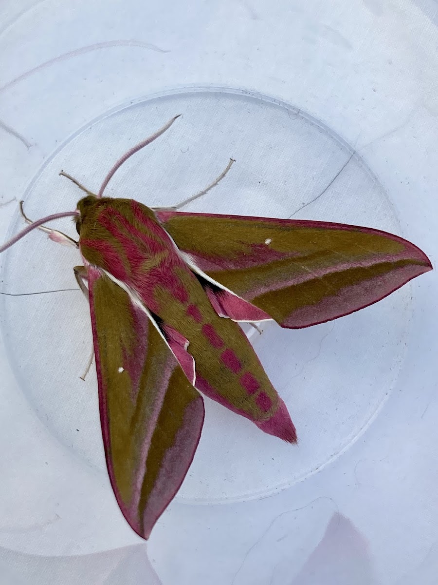 Elephant Hawk Moth