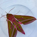 Elephant Hawk Moth