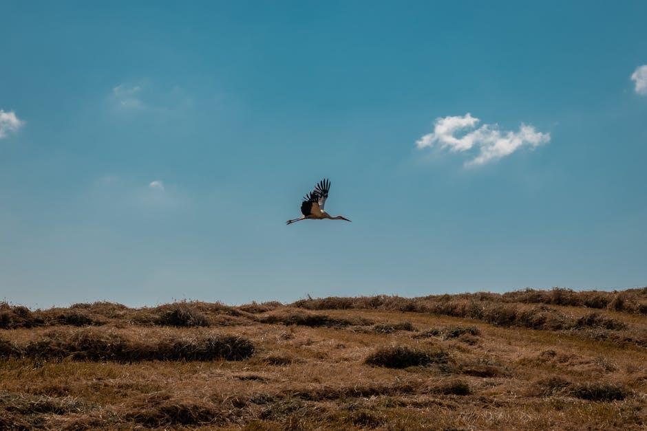  bird flying above grassy blue sky