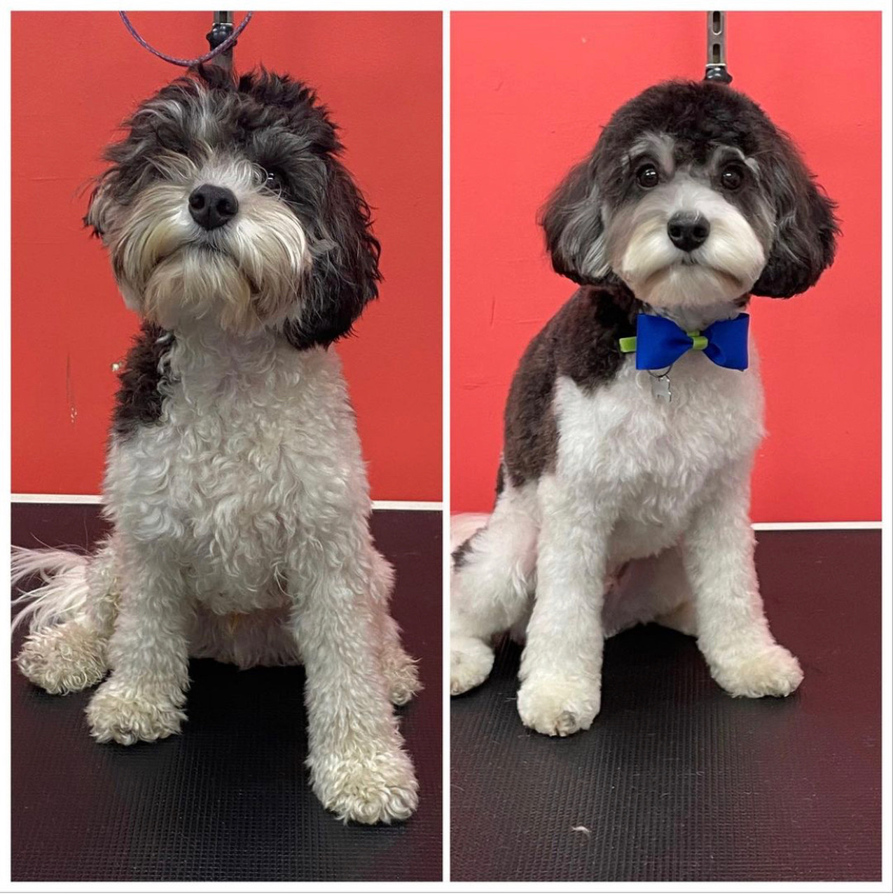 before and after of black and white cavoodle