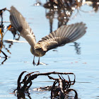 Yellow-rumped warbler