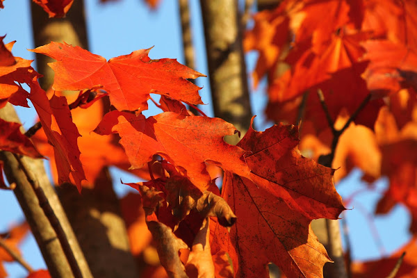 Foglie vestite d'Autunno di Lela69