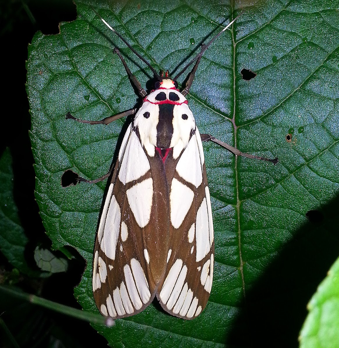 Tiger Moth