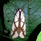 Tiger Moth