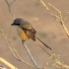 Long-tailed shrike (नकल्या खाटीक)