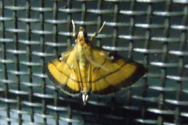 Rice Leafroller Moth