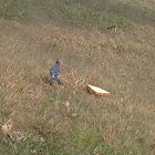 Blue Jay