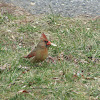 Female Northern Cardinal