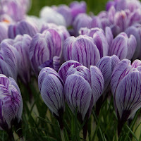 Crocus di Minou